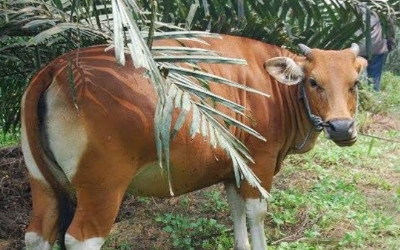 Sapi Distannak Aset Musi Rawas Dijual Penggaduh