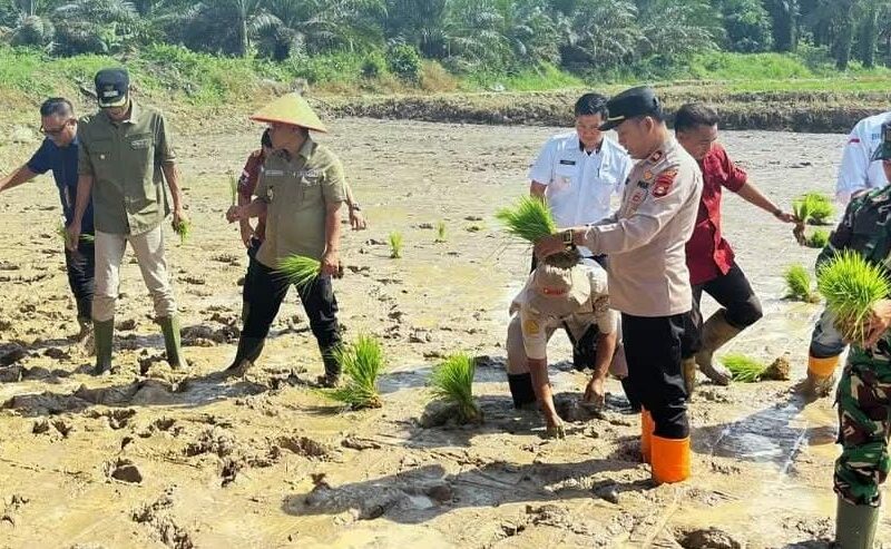Bupati dan Wakil Bupati Canangkan Tanam Padi Sawah 500 Hektare di Desa Beringin Makmur I