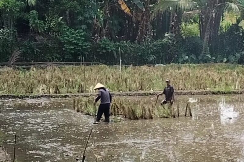 Sulit Mendapat Traktor, Petani di Lubuk Linggau Terpaksa Cangkul Sawah Selama Berhari-hari